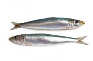 sardines300x197