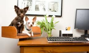 OfficePets